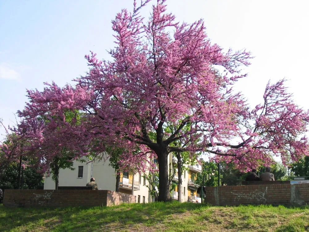 Arbre judée : 5 principaux inconvénients à connaître