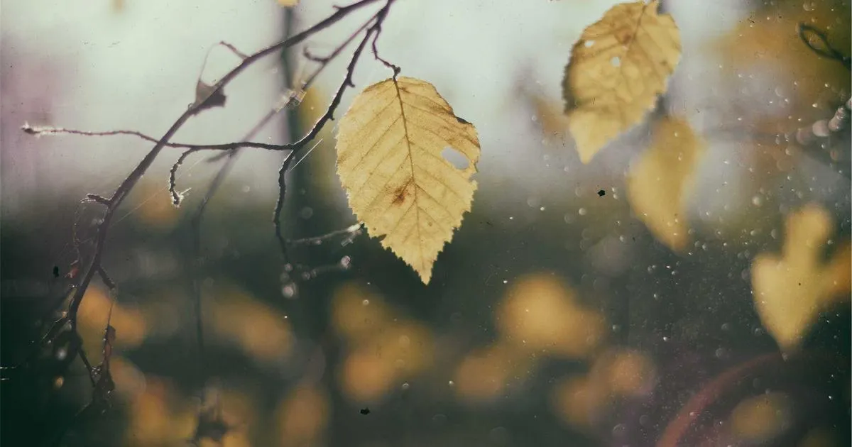 « D'où provient cette bougie ? » : Découvrez comment son parfum enchante l'atmosphère et ses caractéristiques singulières la rendent incontournable.