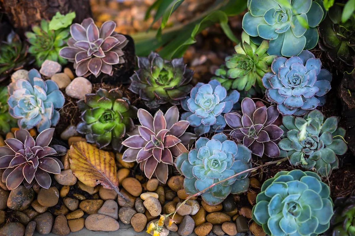 Entretien facile : créez un massif de plantes sans entretien dans votre jardin