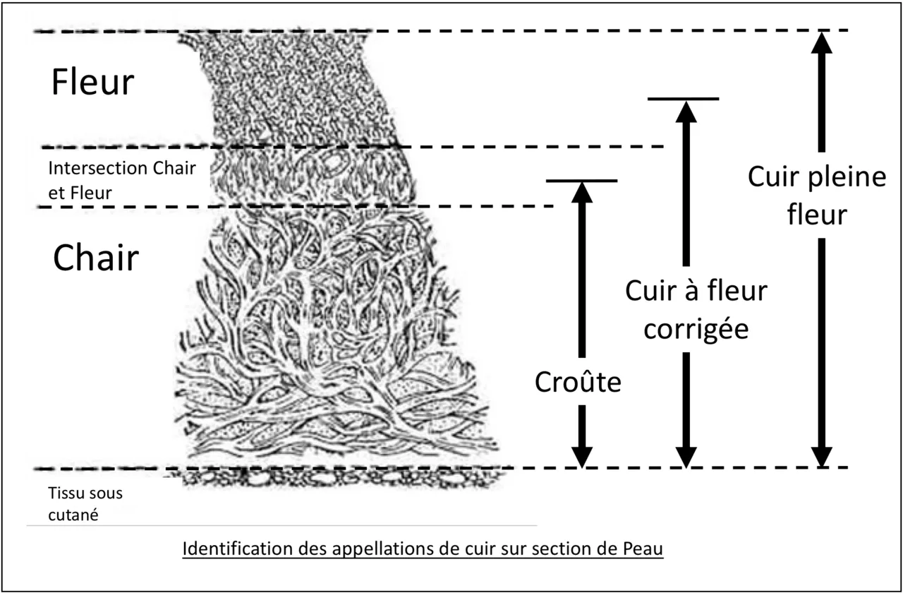Le cuir pleine fleur : pourquoi est-il considéré comme la Rolls du cuir ?