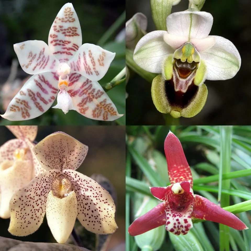 Orchidée : pourquoi il faut absolument la mettre dans un pot noir selon les spécialistes ?
