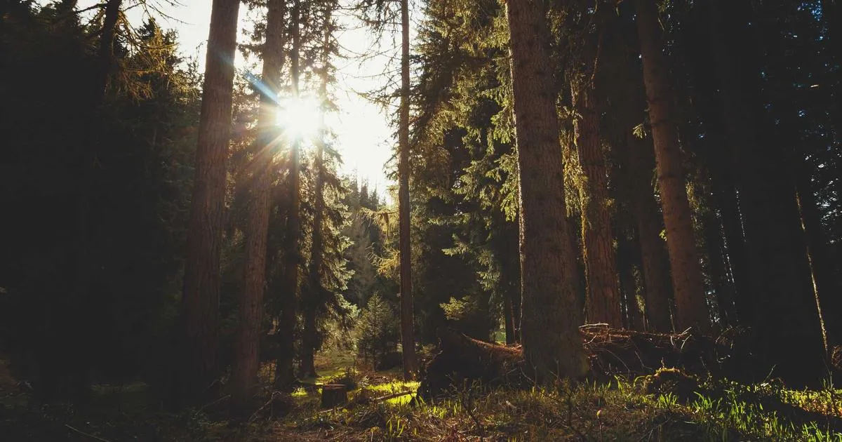 Redécorer son intérieur : comment les paysages en papier peint transforment nos espaces de vie