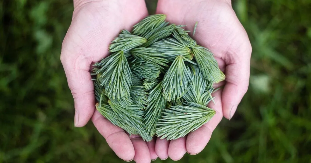 Renforcez la résistance de vos rosiers : 7 plantes compagnes à cultivar dès aujourd'hui