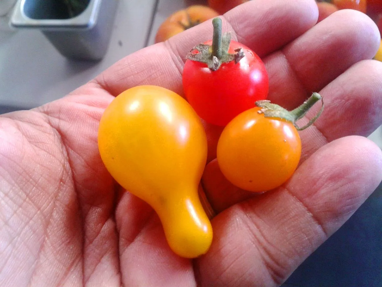 Tomates cerise : pourquoi il ne faut surtout pas les couper en deux